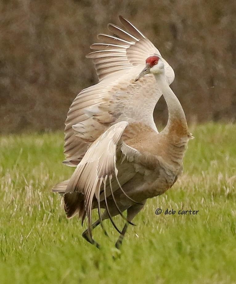 Sandhill Crane - ML451808991