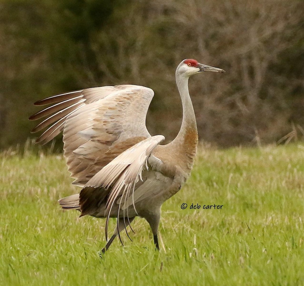 Sandhill Crane - ML451809011