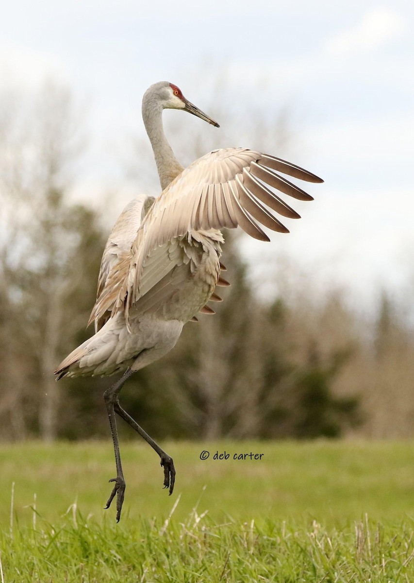 Sandhill Crane - ML451809021