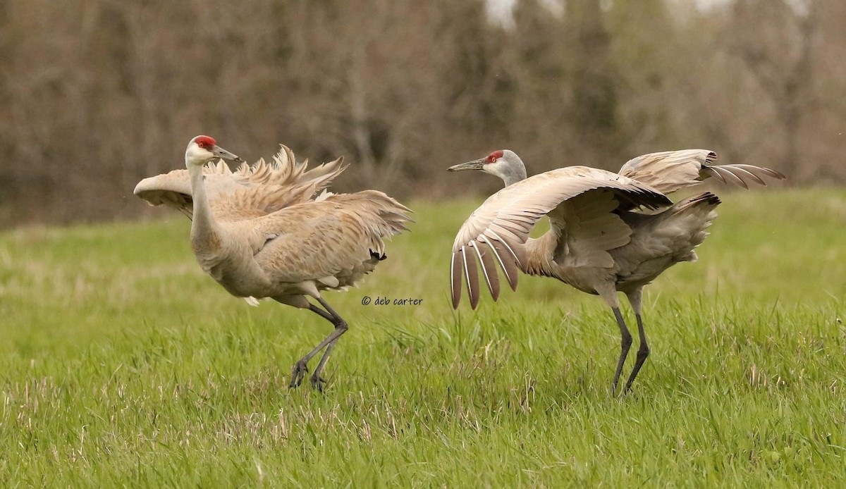 Sandhill Crane - ML451809041