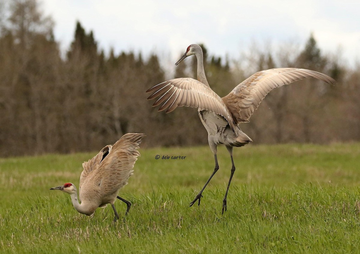 Sandhill Crane - ML451809051