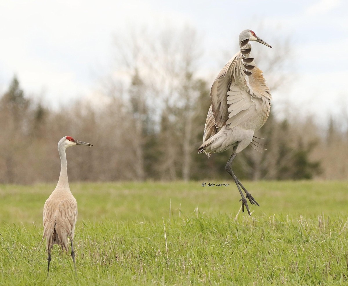 Sandhill Crane - ML451809061