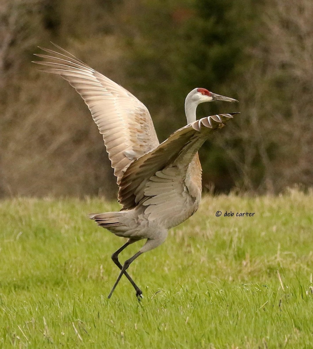 Sandhill Crane - ML451809081