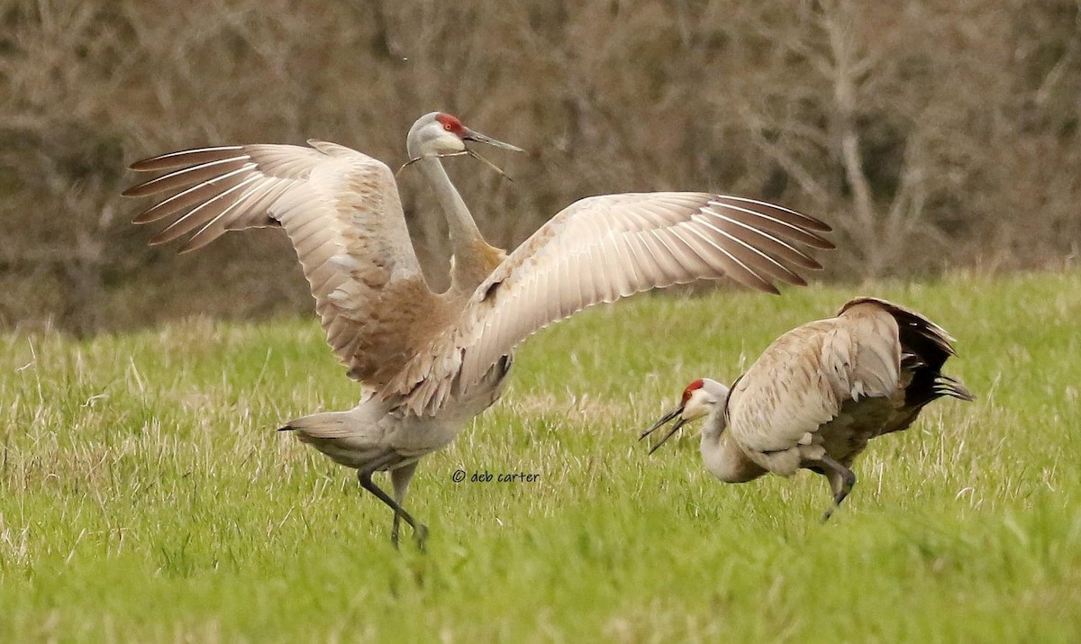 Sandhill Crane - ML451809101