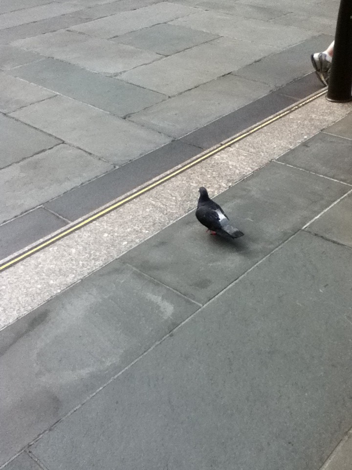 Rock Pigeon (Feral Pigeon) - ML45180911