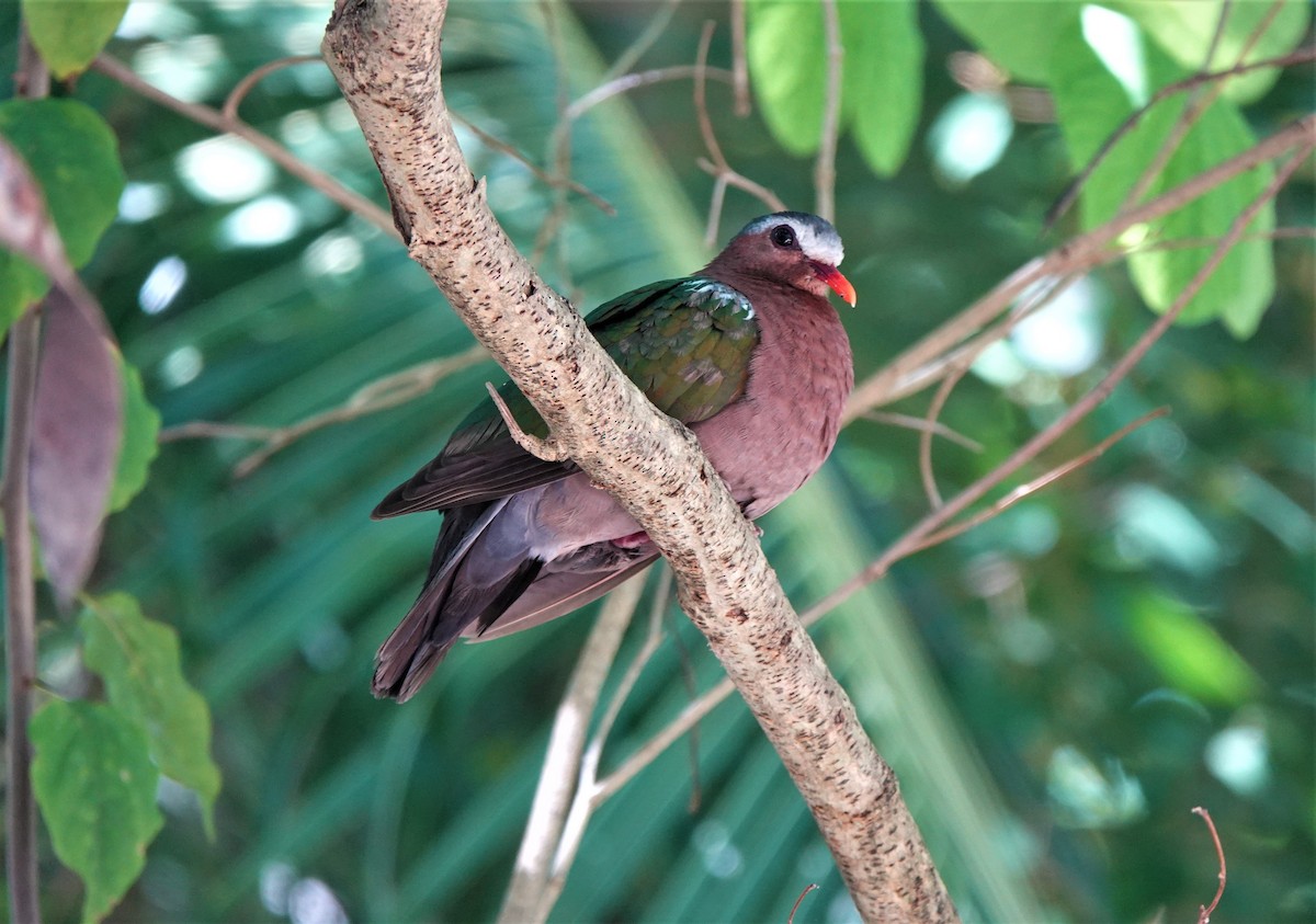 holub zelenokřídlý - ML451809281