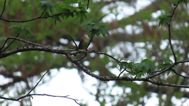 Swainson's Warbler - ML451811331