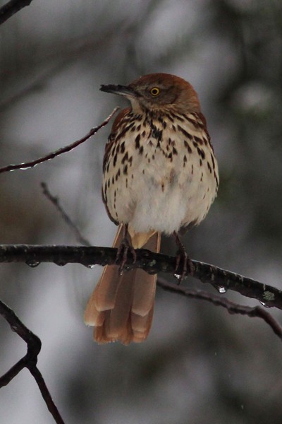 Brown Thrasher - ML45181141