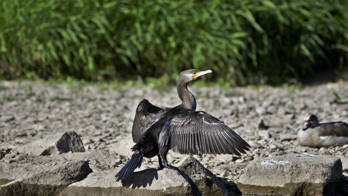 Great Cormorant - Andreas Skiljan