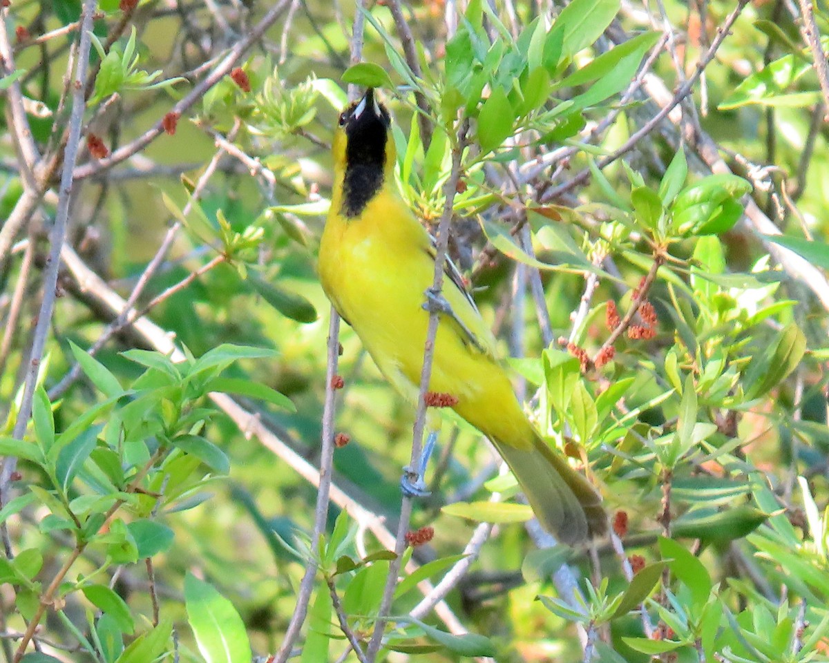 Orchard Oriole - ML451812481