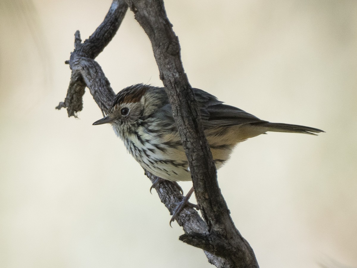 Speckled Warbler - Patrick Cox