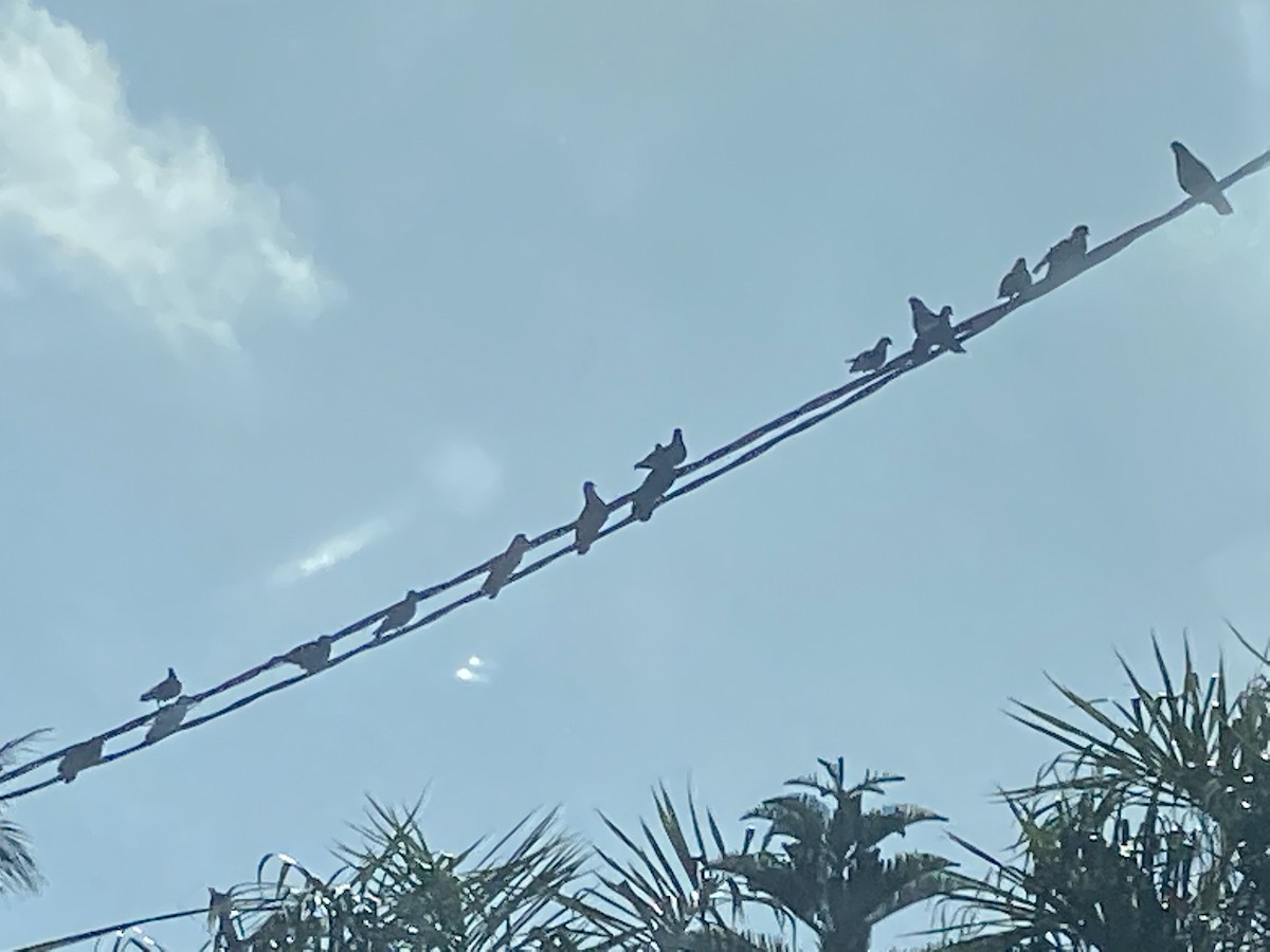 Rock Pigeon (Feral Pigeon) - ML451813071