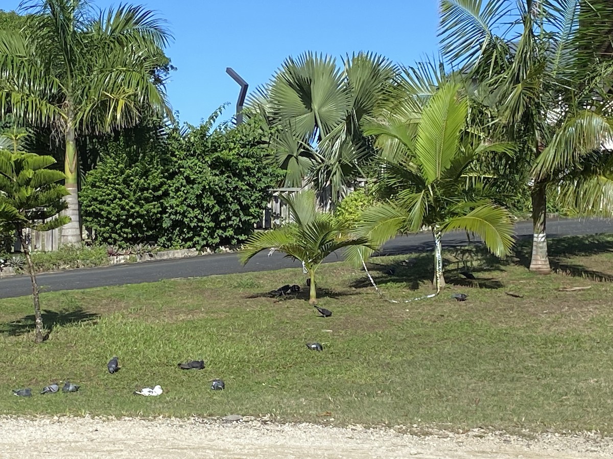 Rock Pigeon (Feral Pigeon) - ML451813091