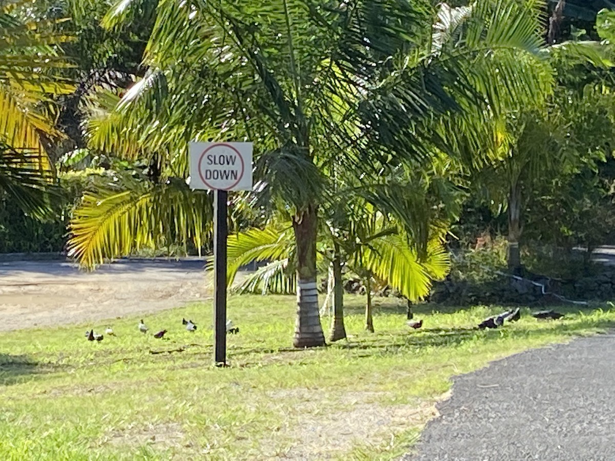 Rock Pigeon (Feral Pigeon) - ML451813101