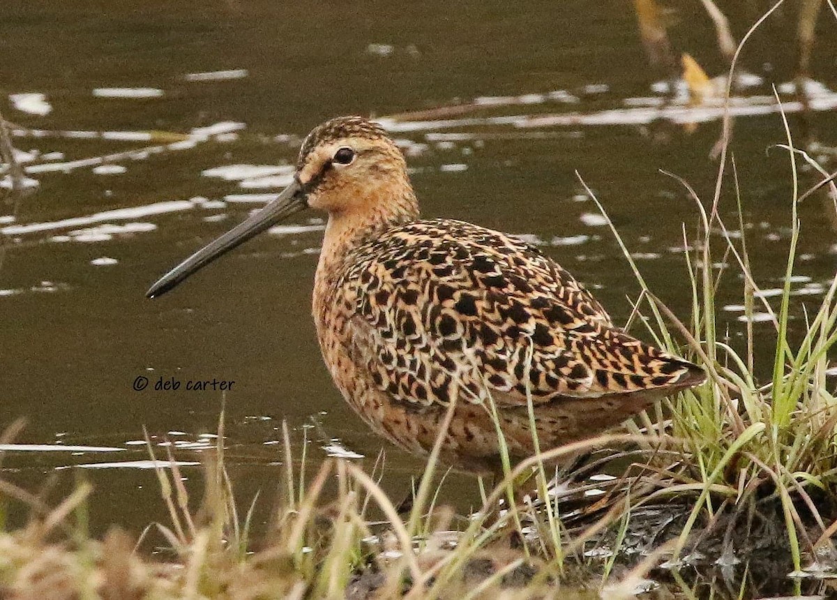 Short-billed Dowitcher - ML451813371