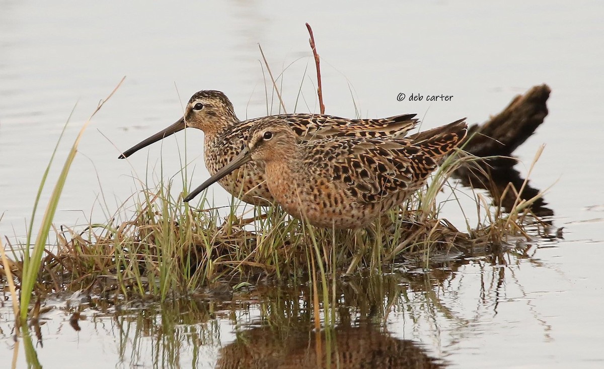 Short-billed Dowitcher - ML451813381