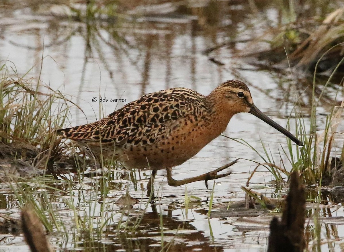 Short-billed Dowitcher - ML451813391