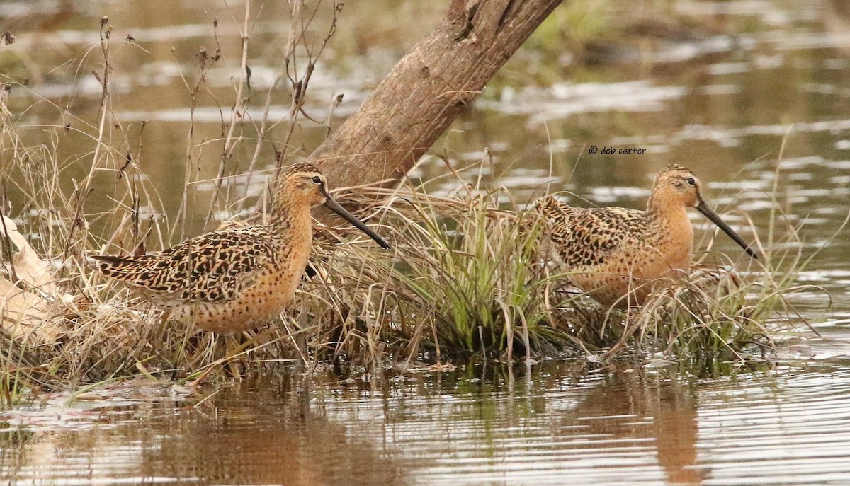 Short-billed Dowitcher - ML451813401