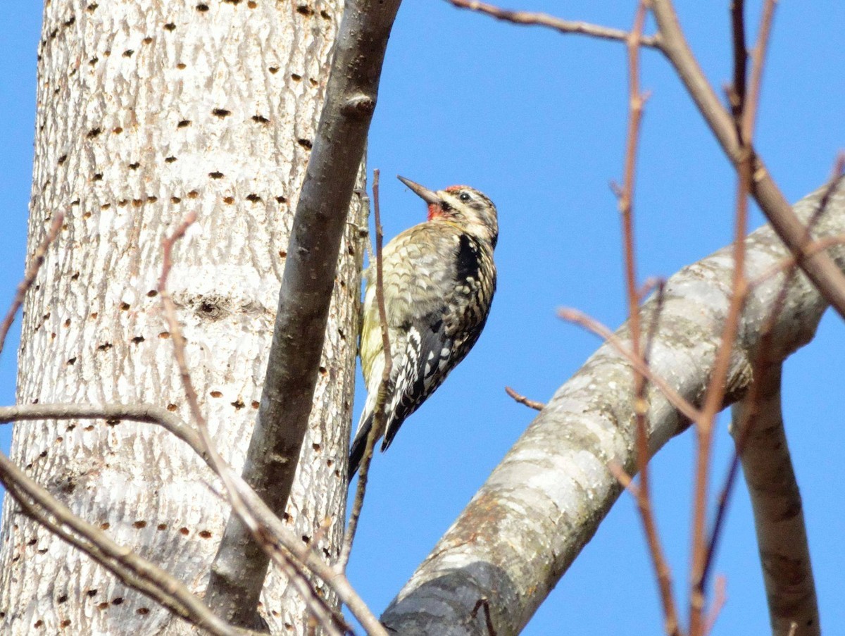 Yellow-bellied Sapsucker - ML45181611