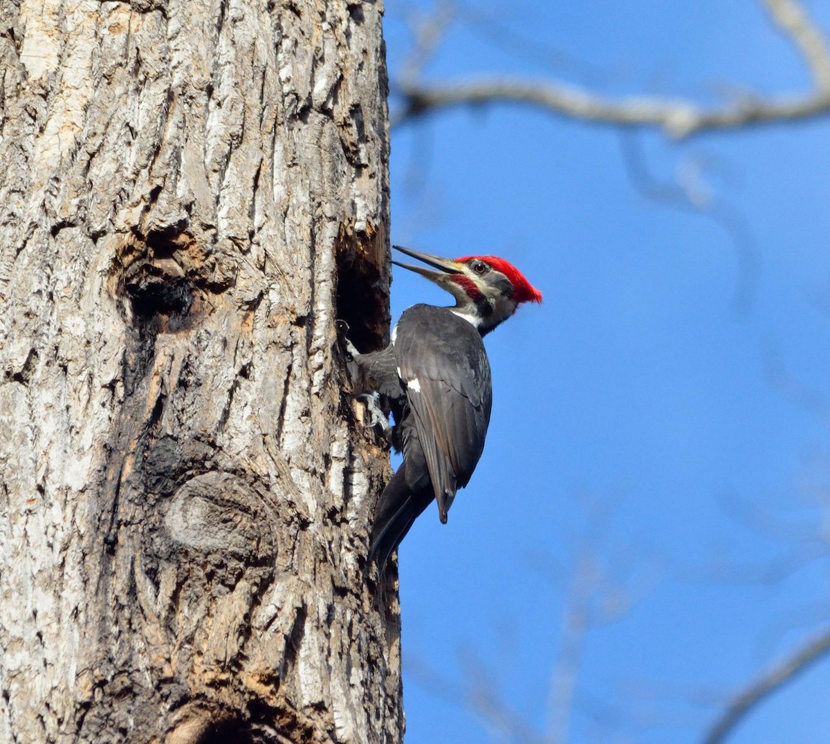 Pileated Woodpecker - ML45181671