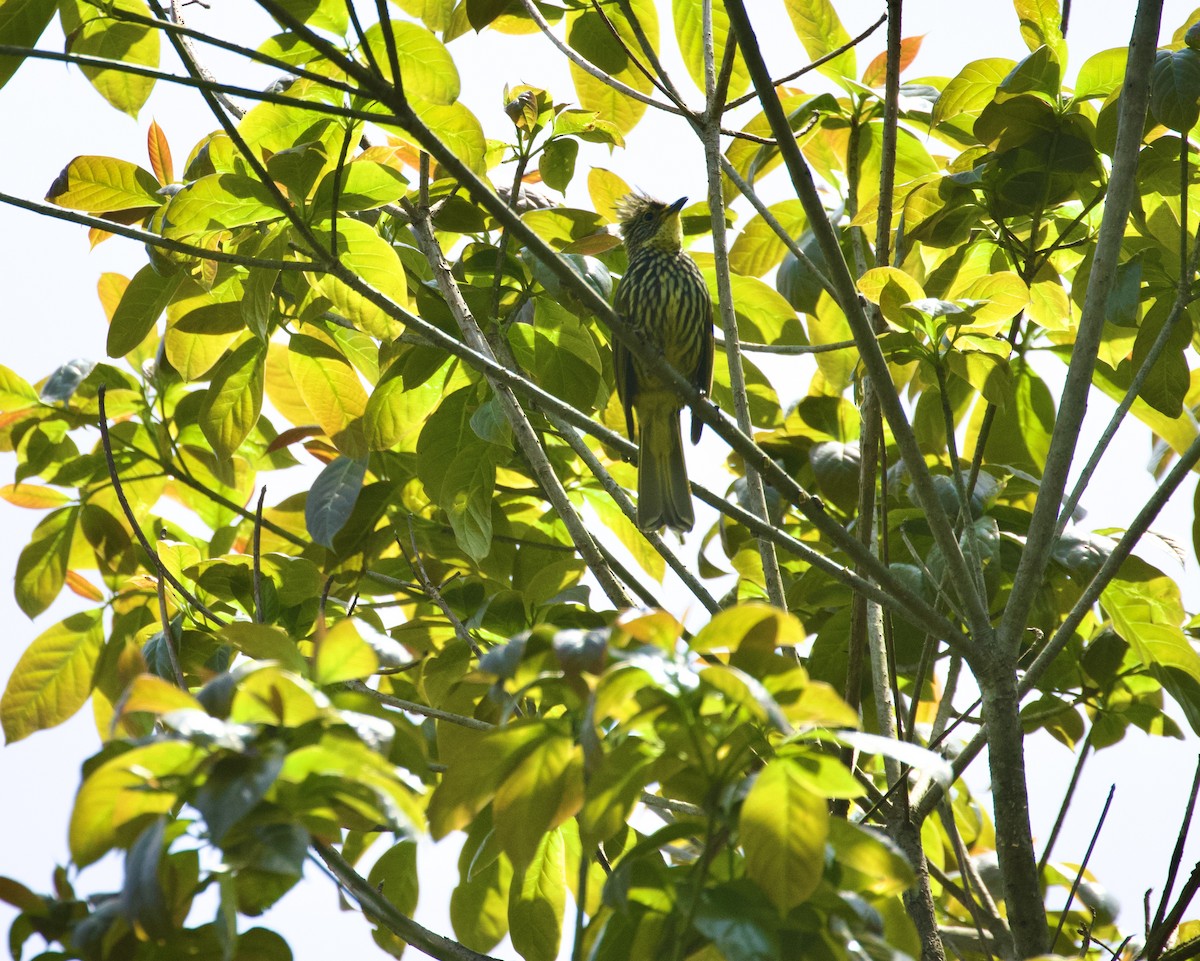 Striated Bulbul - ML451819721