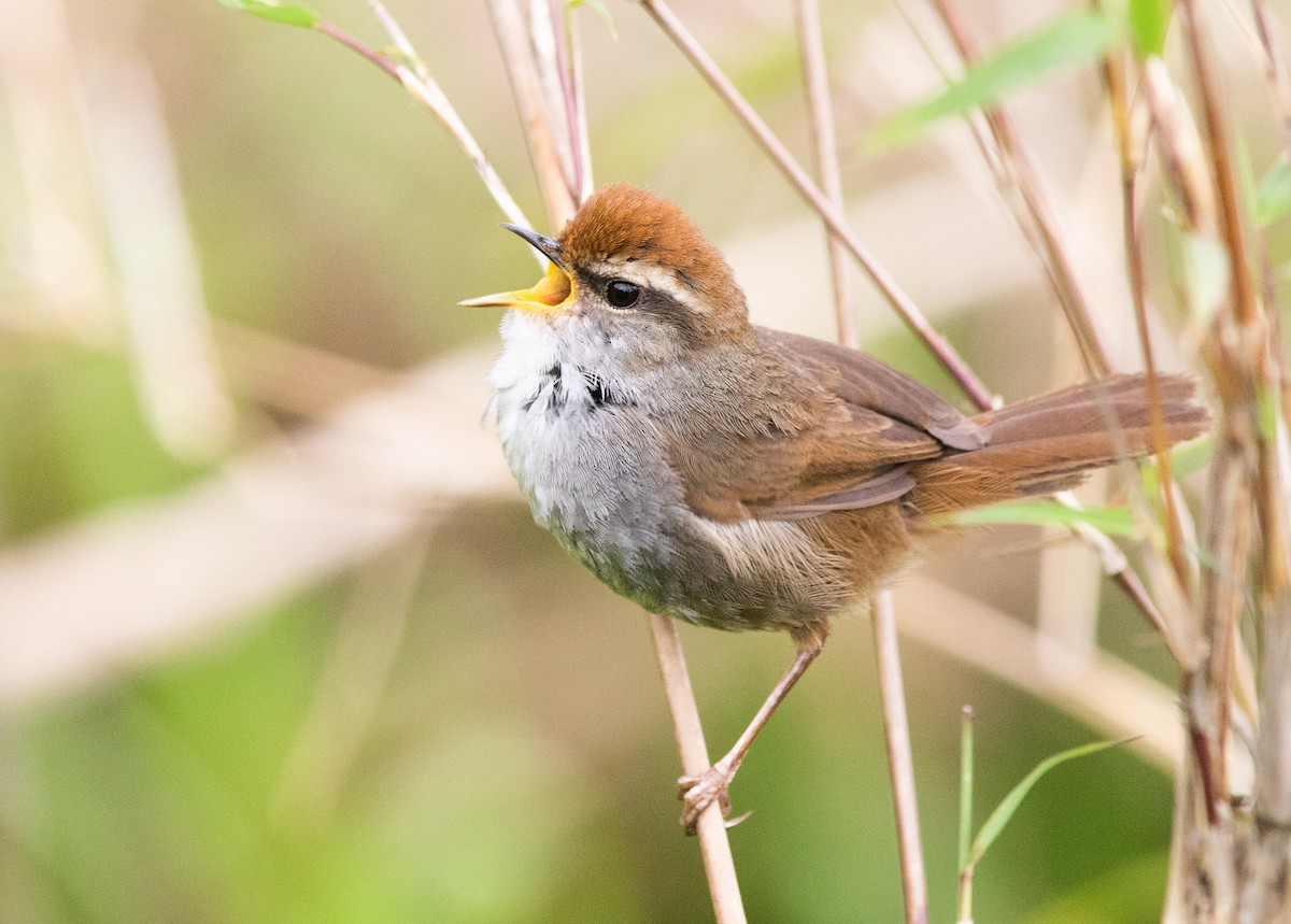 Gray-sided Bush Warbler - Sathyan Meppayur