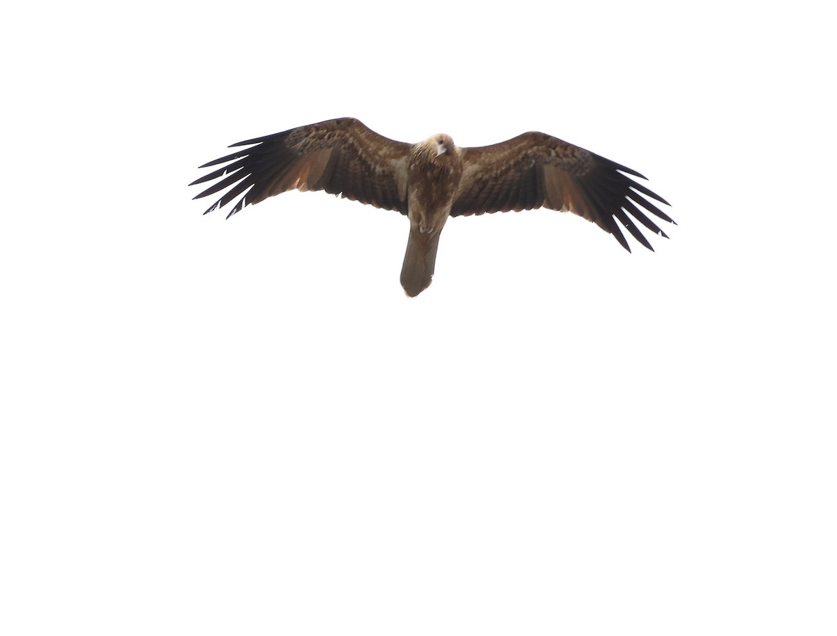 Whistling Kite - ML451821411