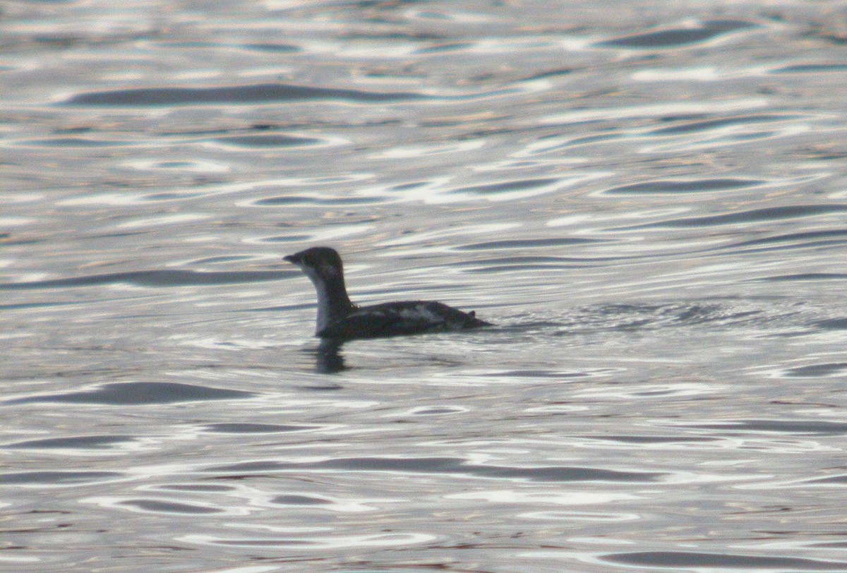 Guillemot à long bec - ML451822281