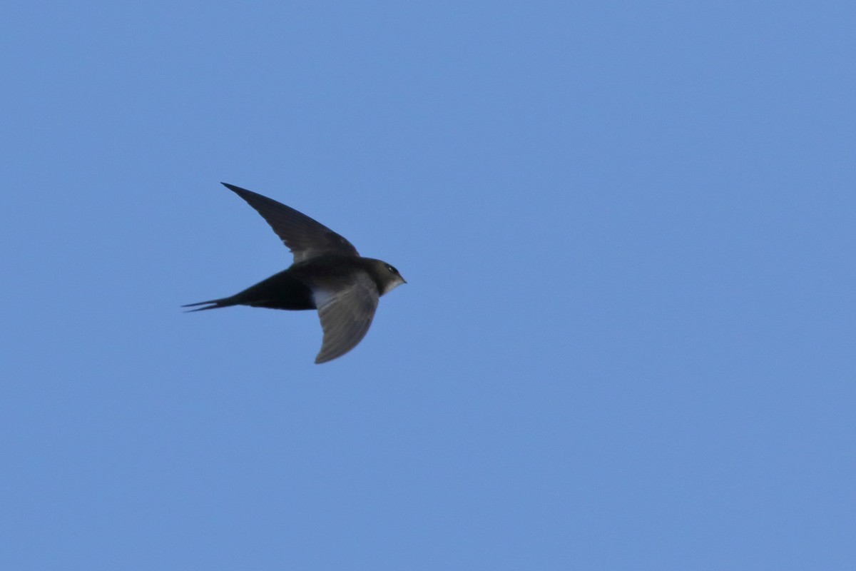 Common Swift - ML451822691