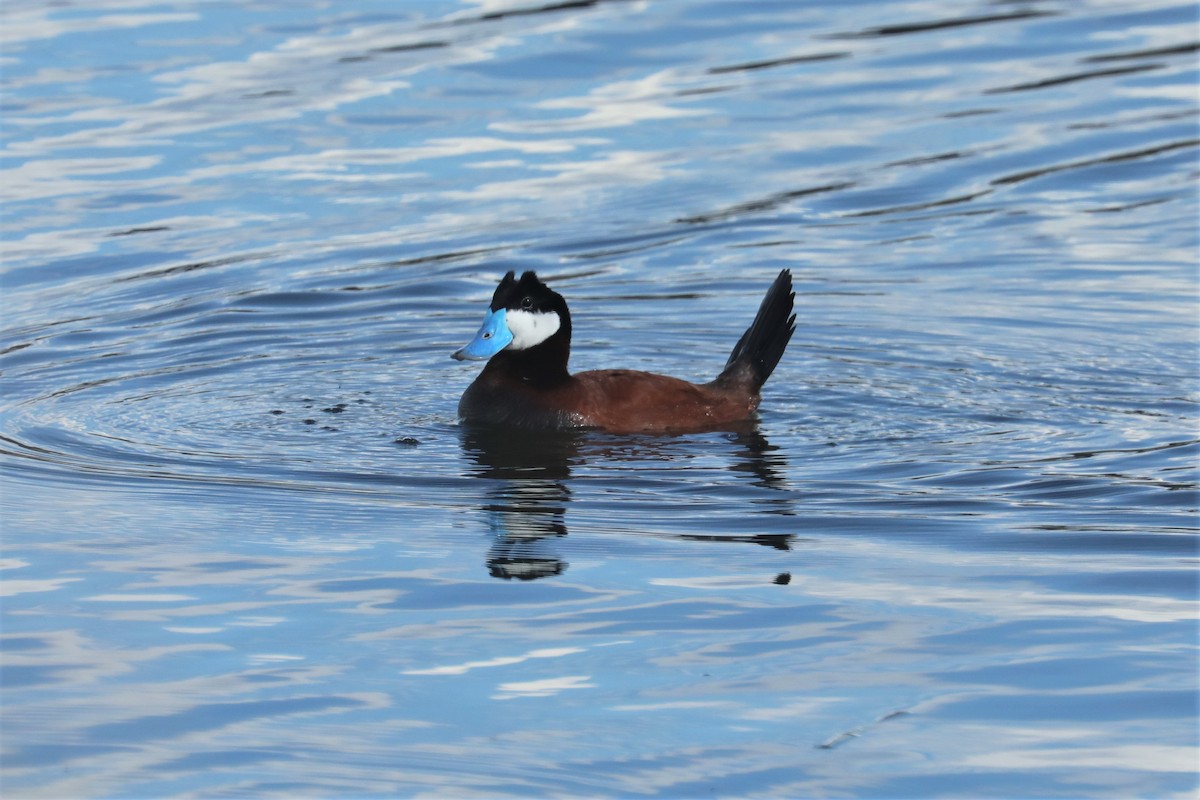 Ruddy Duck - ML451824521