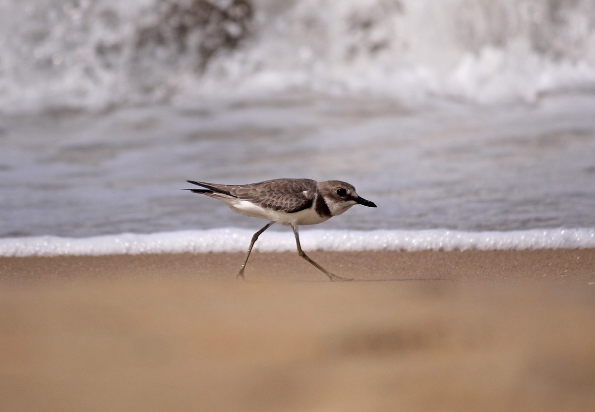 Charadrius ou Anarhynchus sp. - ML45182551