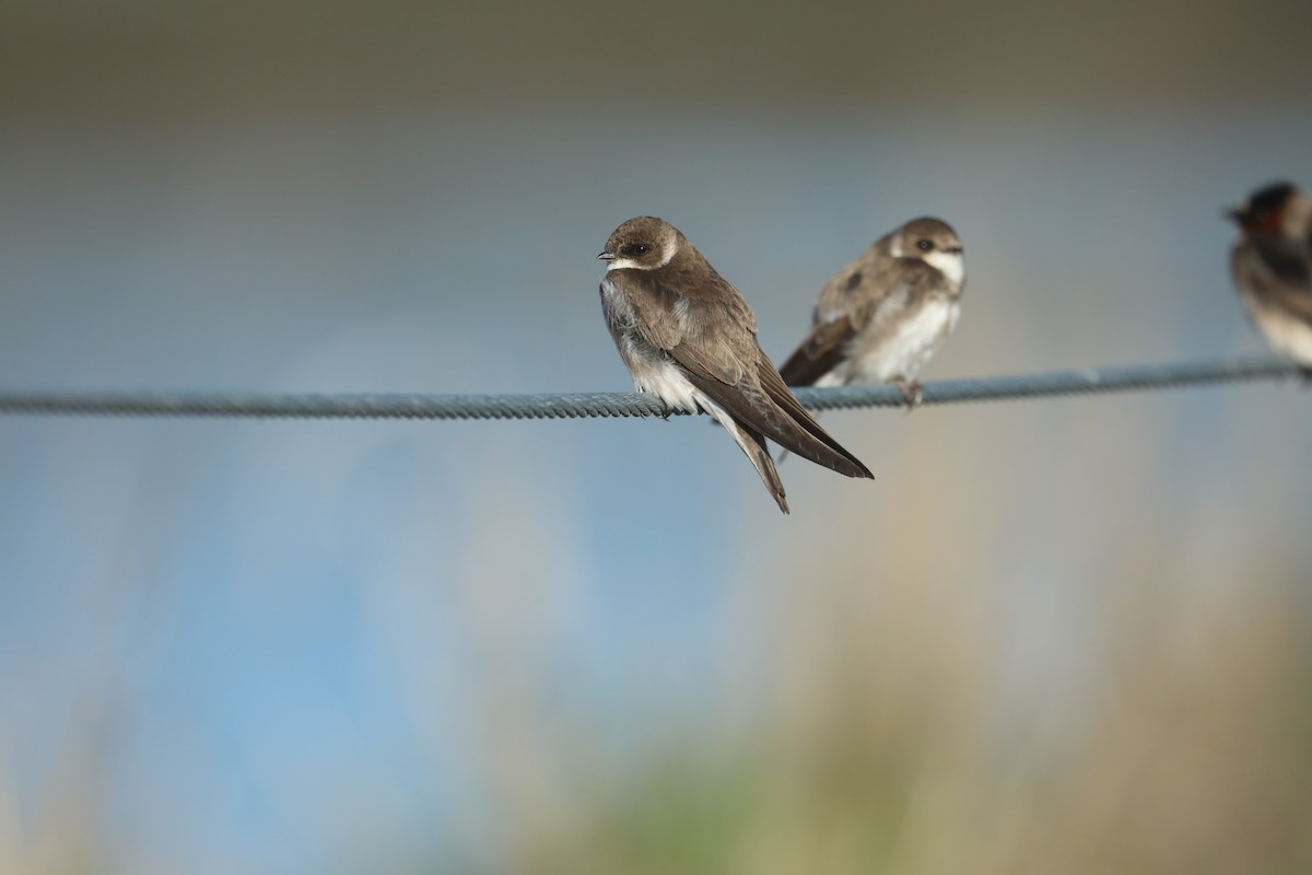 Bank Swallow - ML451825801