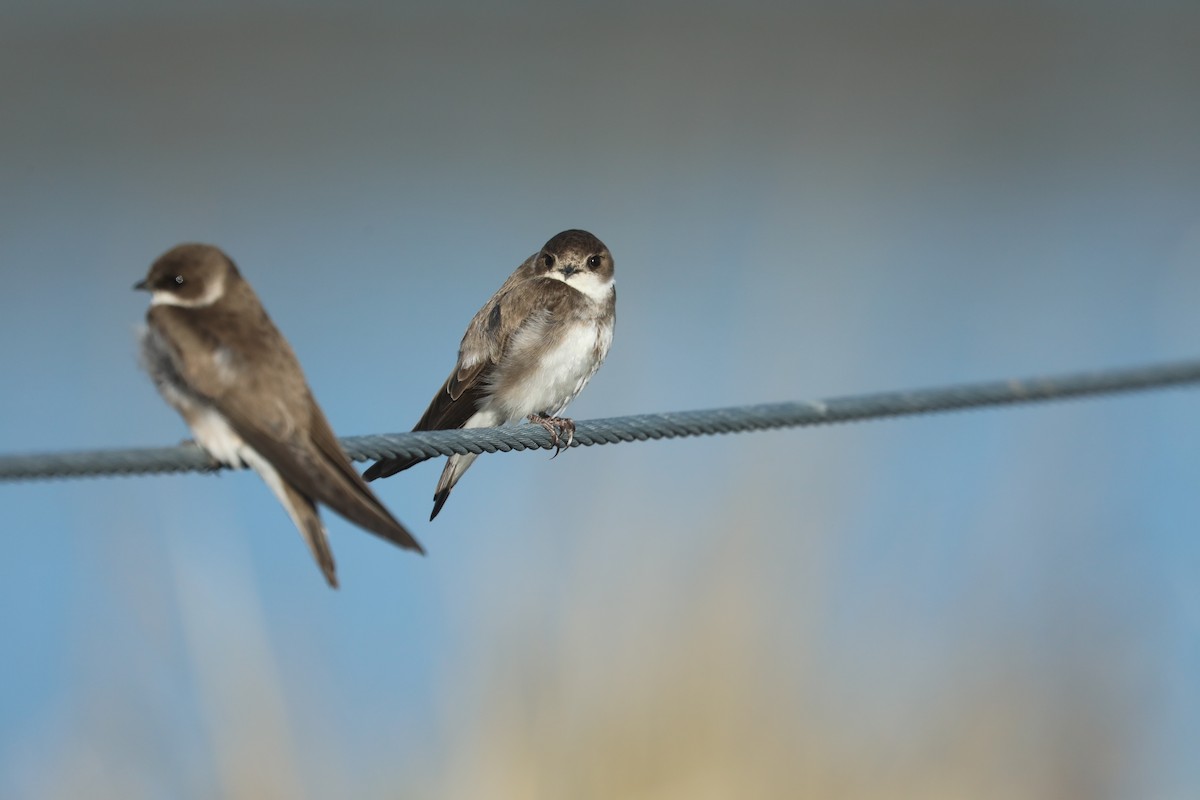 Bank Swallow - ML451825821