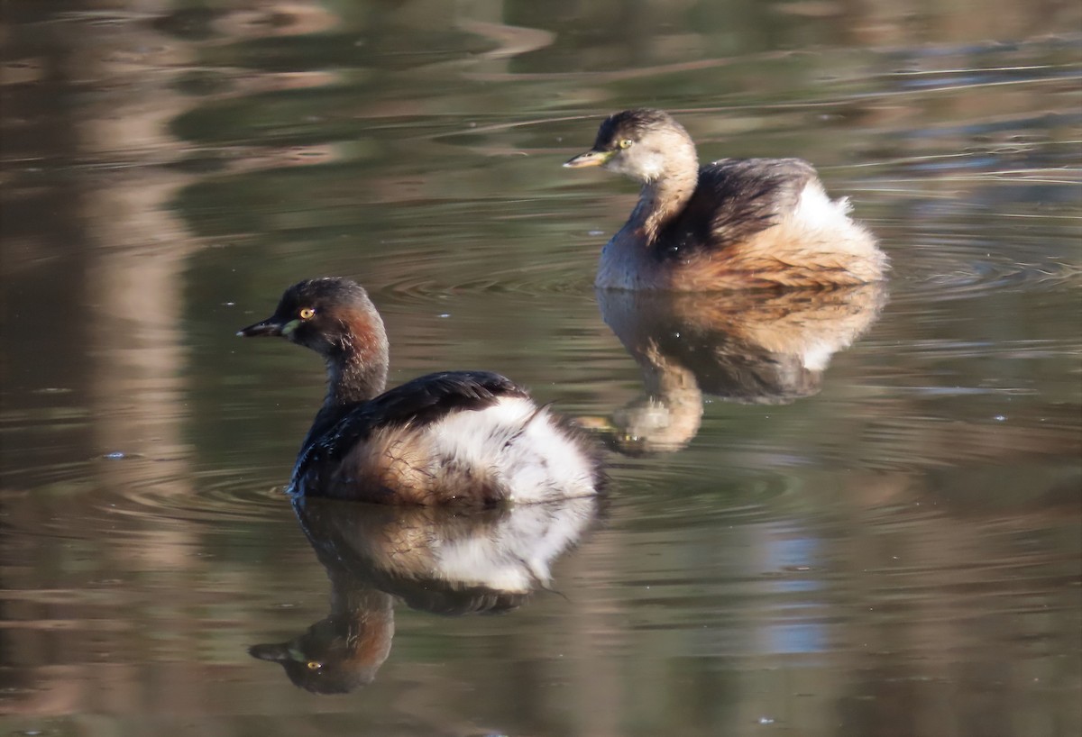 Australasian Grebe - ML451826451