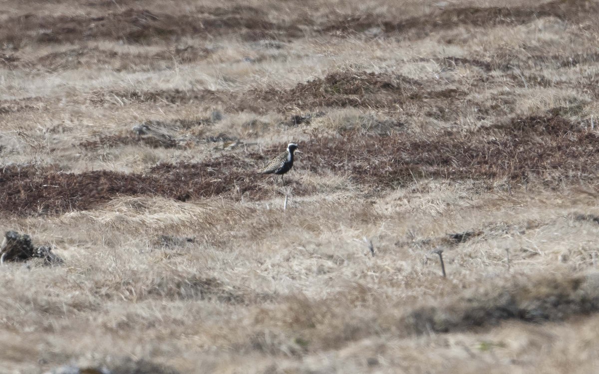 American/Pacific Golden-Plover (Lesser Golden-Plover) - Aaron Bowman