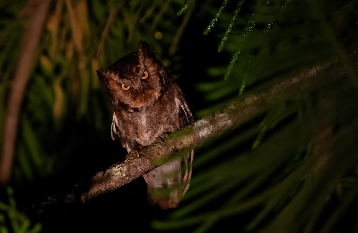 Mountain Scops-Owl - Chris Jones