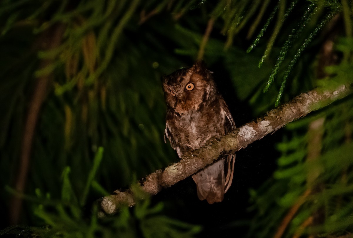 Mountain Scops-Owl - Chris Jones