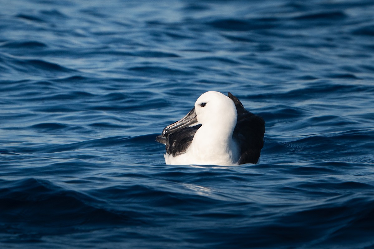 Indian Yellow-nosed Albatross - ML451828401