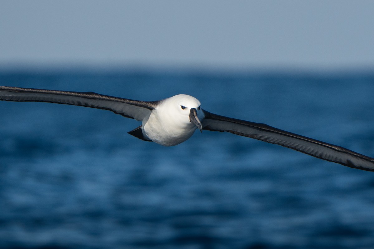 Indian Yellow-nosed Albatross - ML451828451