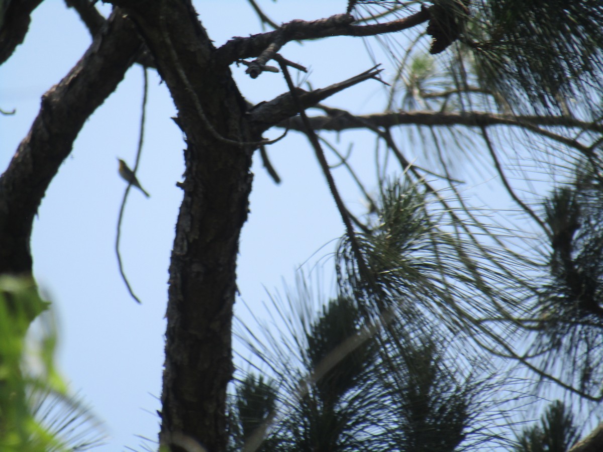 Yellow-throated Warbler - ML451828701