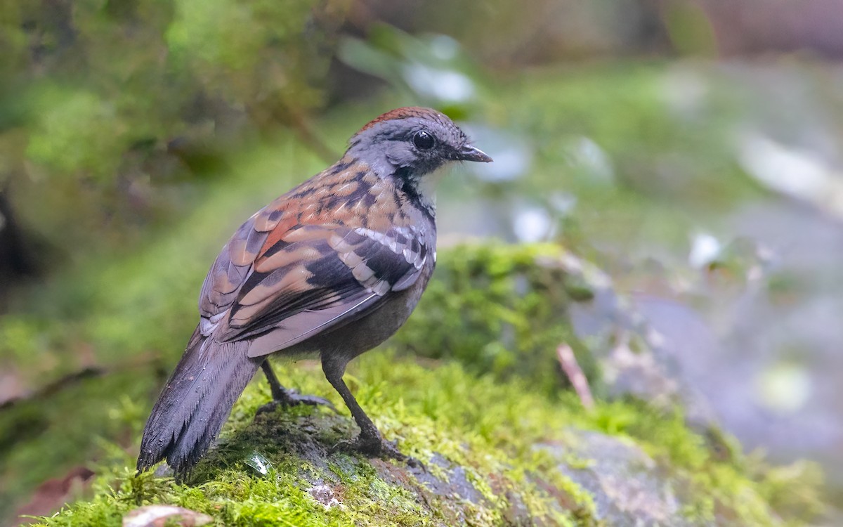 eBird Checklist - 20 May 2022 - Springbrook National Park--Best of All ...