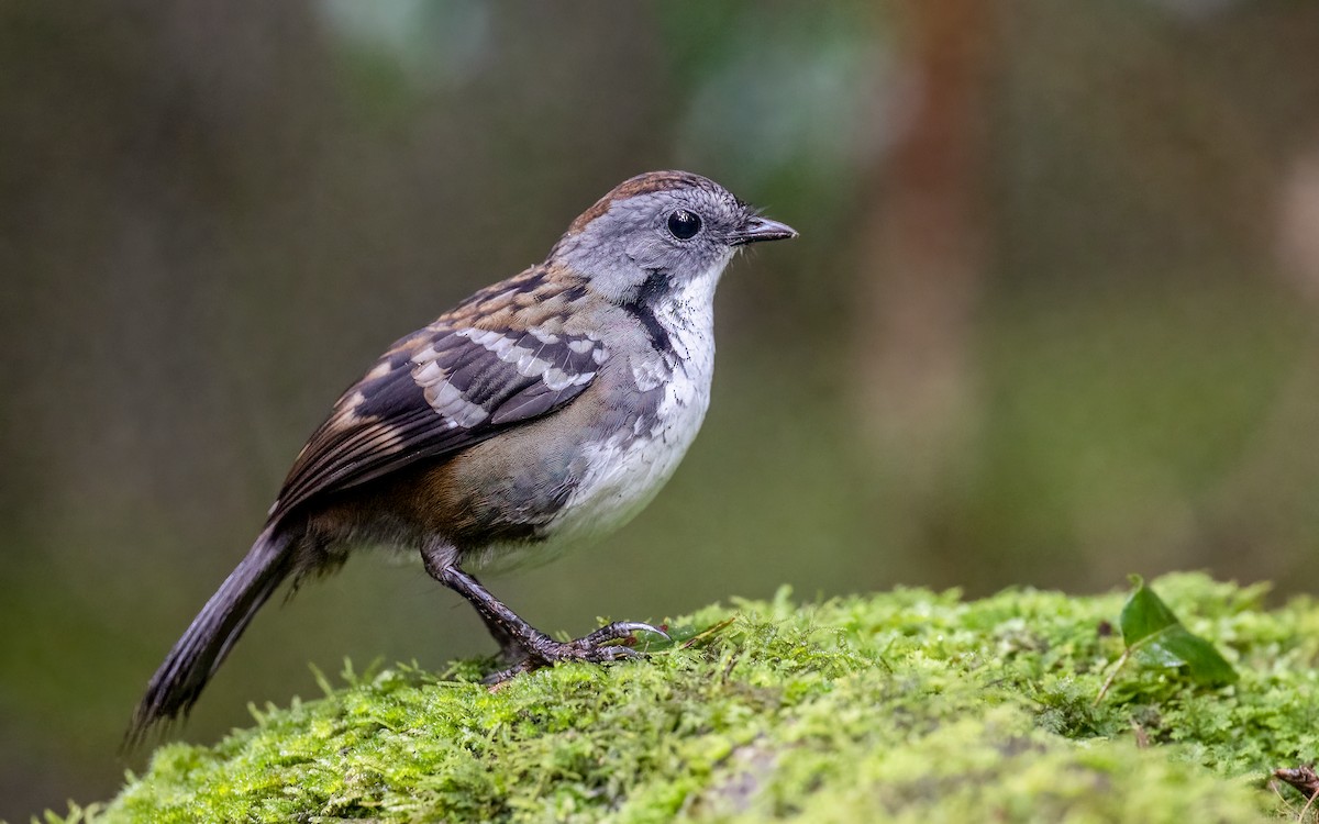 Australian Logrunner - ML451829301