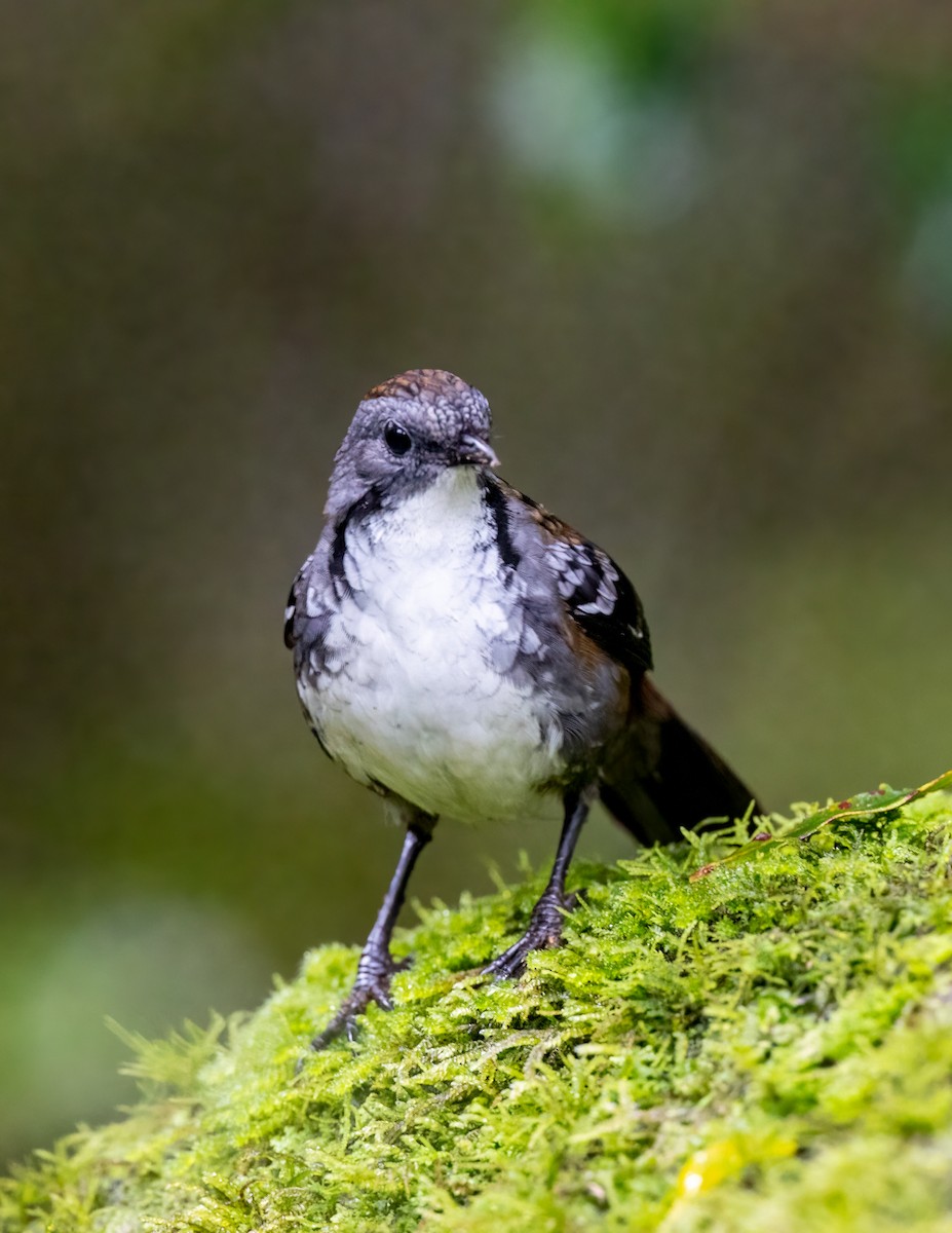 Australian Logrunner - ML451829321