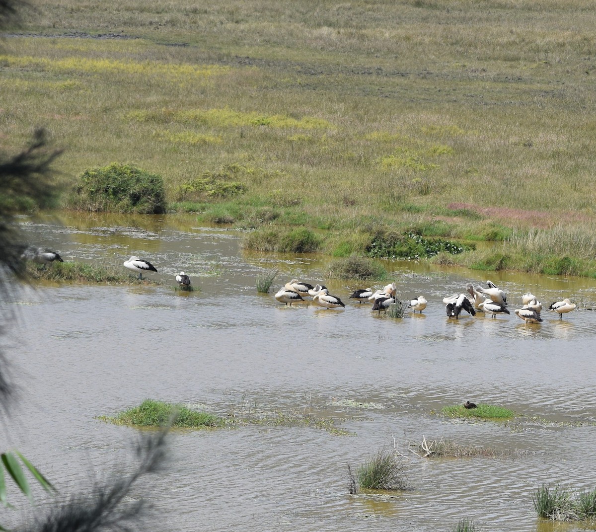 Australian Pelican - ML451829561