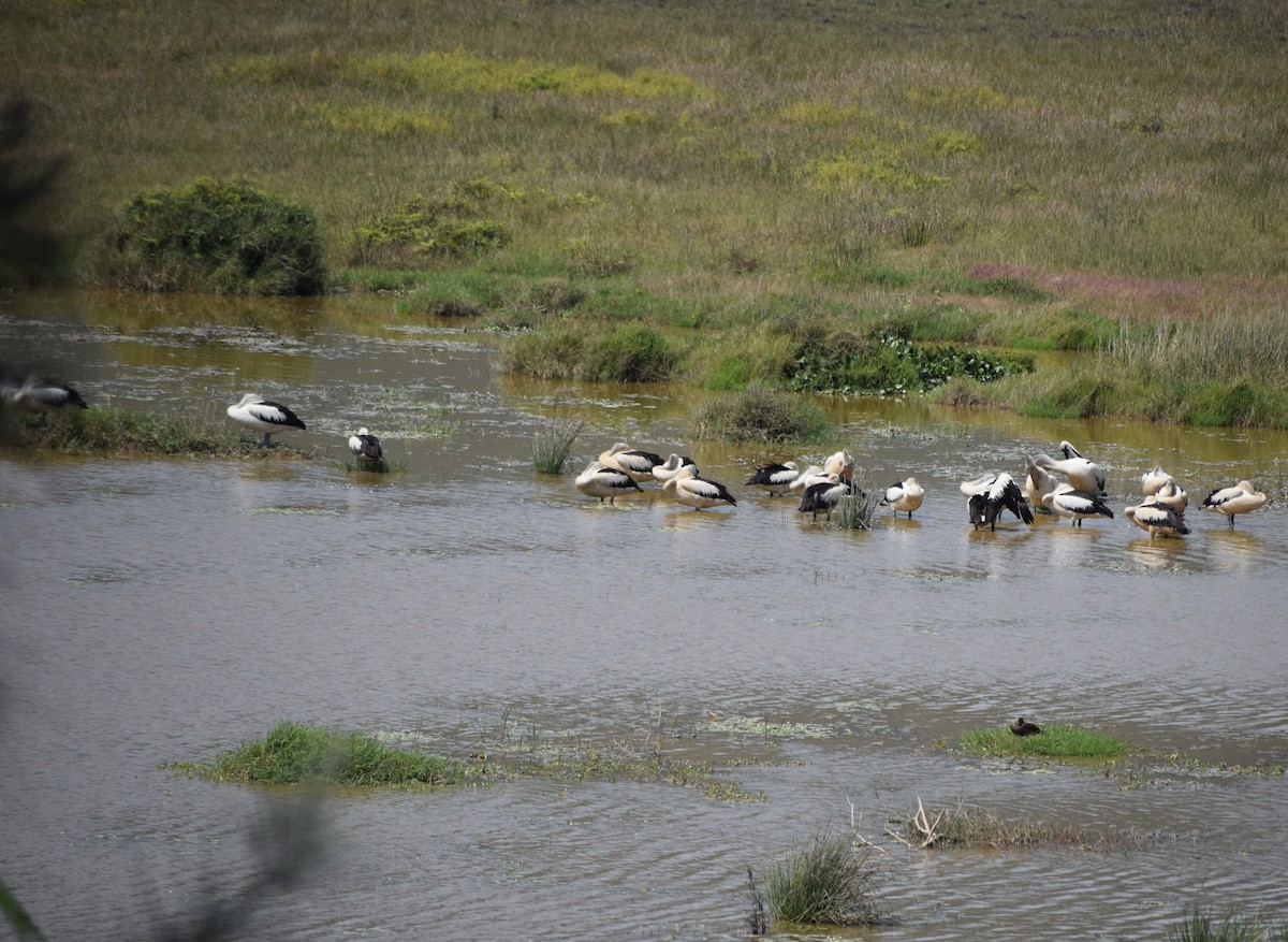 Australian Pelican - ML451829741