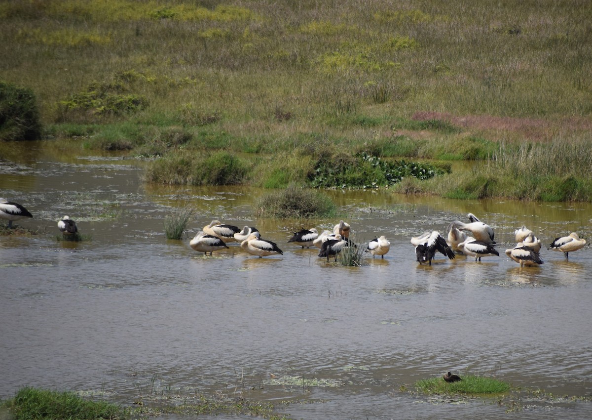 Australian Pelican - ML451829771