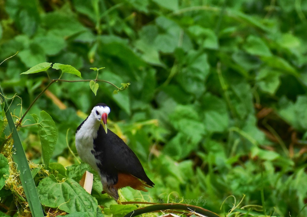 White-breasted Waterhen - ML451831281