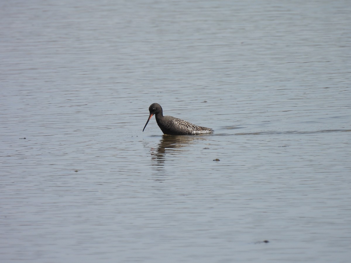 Spotted Redshank - ML451831471