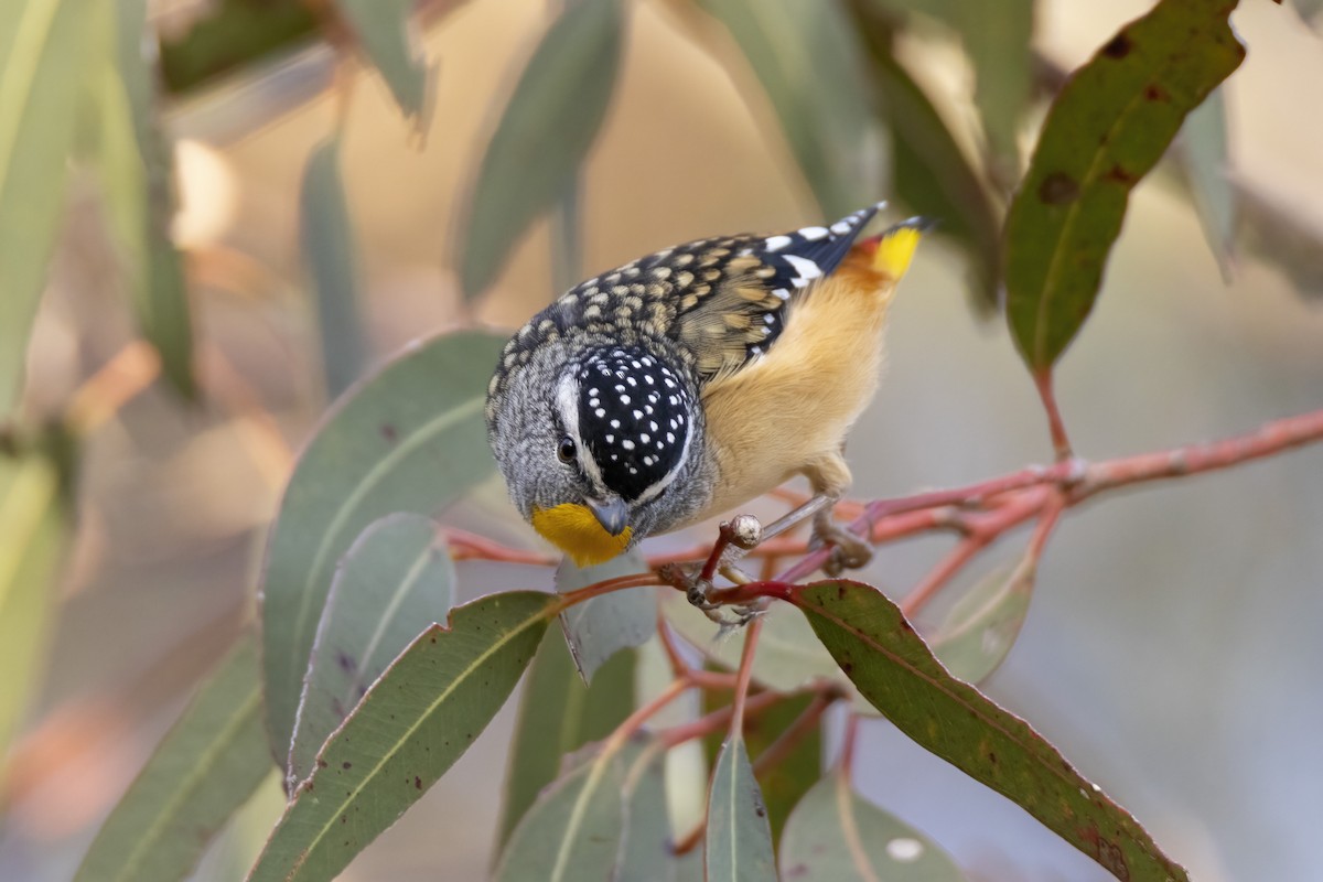 Spotted Pardalote - ML451832311