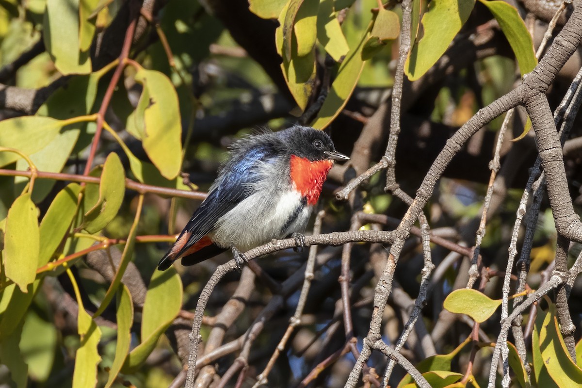 Mistletoebird - ML451832341